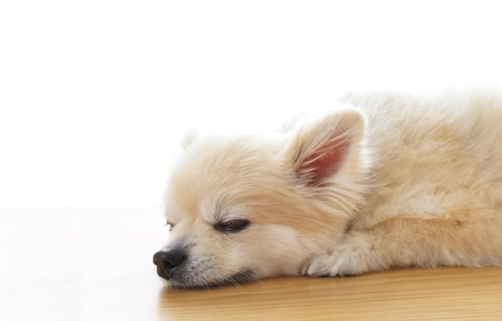リラックスしている犬
