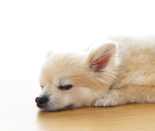 リラックスしている犬